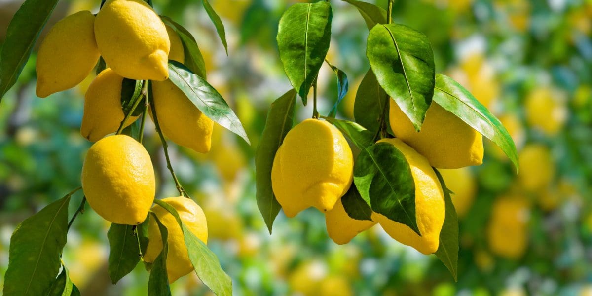 Lemons-Fresh-Health Lemons-Health