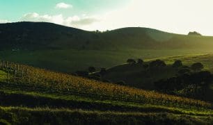 Te Moto vineyard image (1)