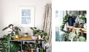 M2woman - Top 5 Houseplants & Their Rarer Counterparts To Start Your Collection