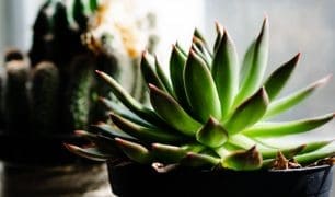 M2now.com - Low Light Plants Made For Shade And Hard To Kill m2woman-low-light-plants