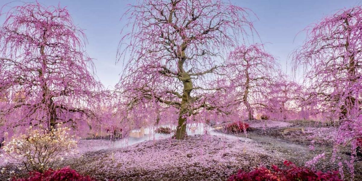 3103_8655_YoshiakiKudo_Japan_Open_Landscape_2025