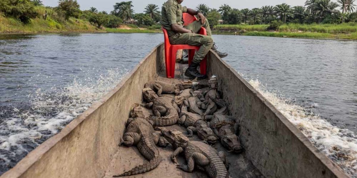 2999_8281_ThomasNicolon_France_Professional_WildlifeNature_2025