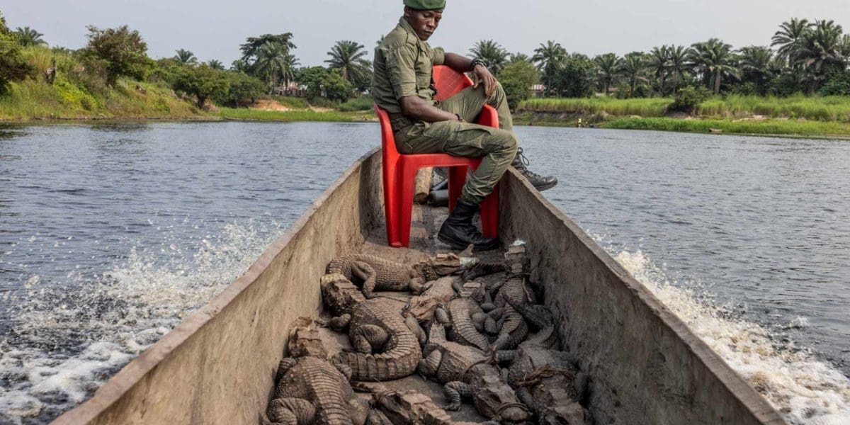 Crocodiles Crocodiles