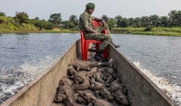 Crocodiles Crocodiles