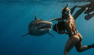 Shark-experience-butt